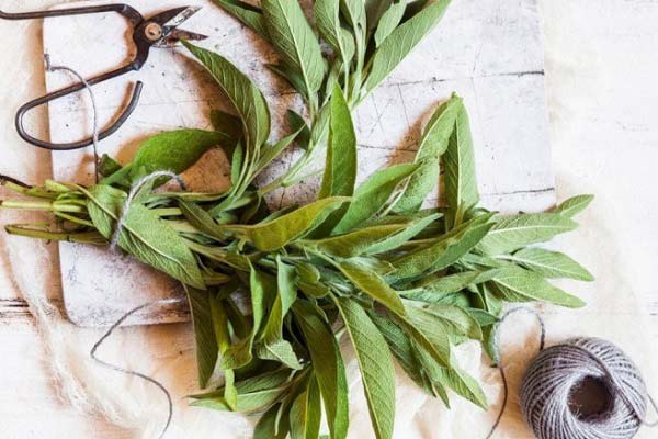 فروش ویژه مریم‌ گلی بحال خود + کیفیت طبیعی و عطر درمانی بی‌ نظیر