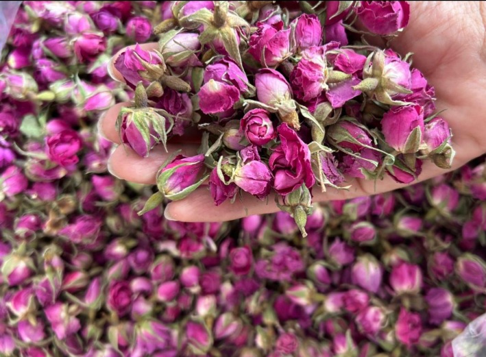 قیمت خرید بهترین غنچه گل محمدی + سورت شده و بدون نرمینه