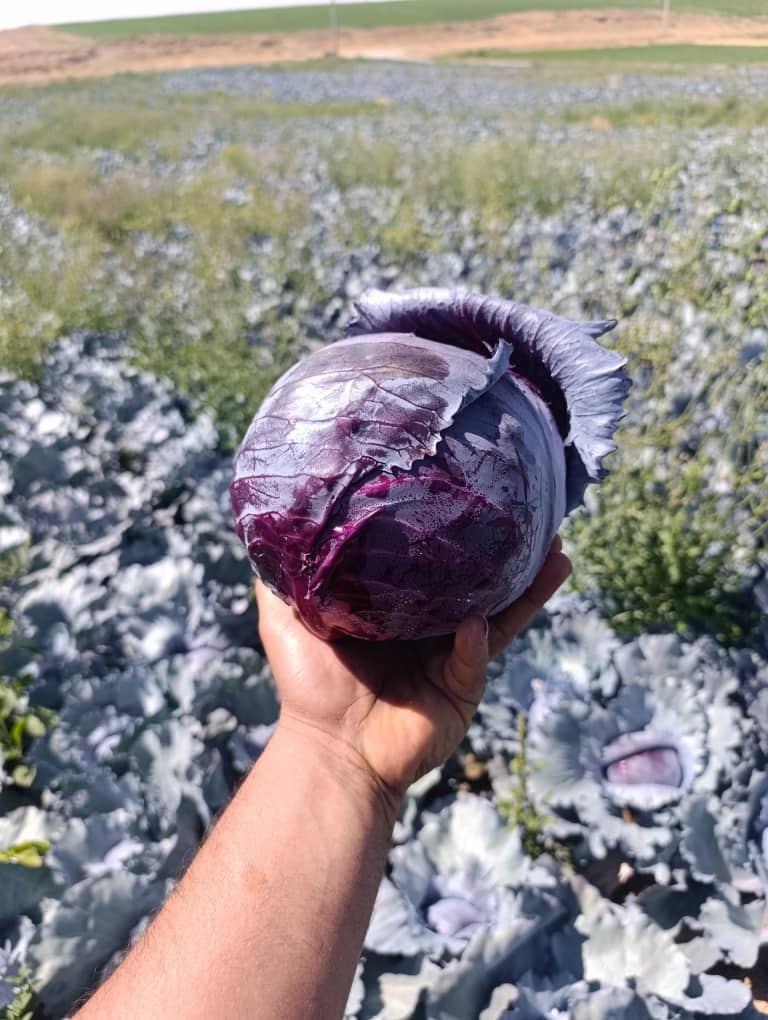 پخش عمده کلم قرمز صادراتی + قیمت کف بازار