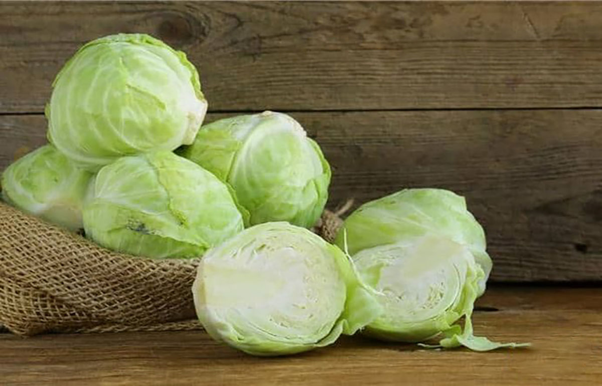 قیمت خرید کلم سفید دزفول + خرید باور نکردنی