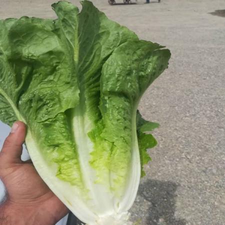 قیمت خرید کاهو رومانو دزفول + خرید عمده
