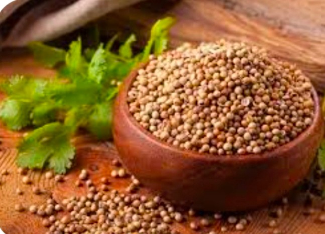 خرید بذر گشنیز نهاوند مناسب کشت تجاری