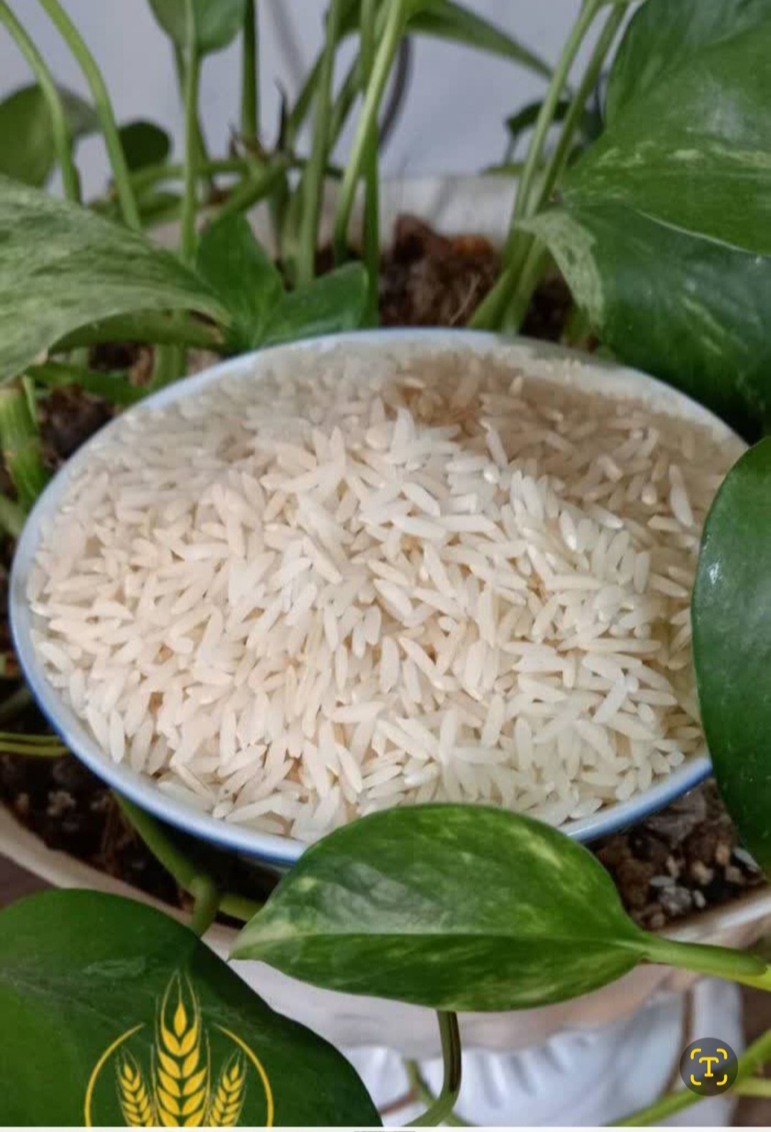 فروش برنج طارم هاشمی معطر و مرغوب