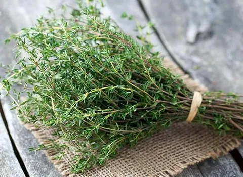 خرید ویژه آویشن شیرازی اصل