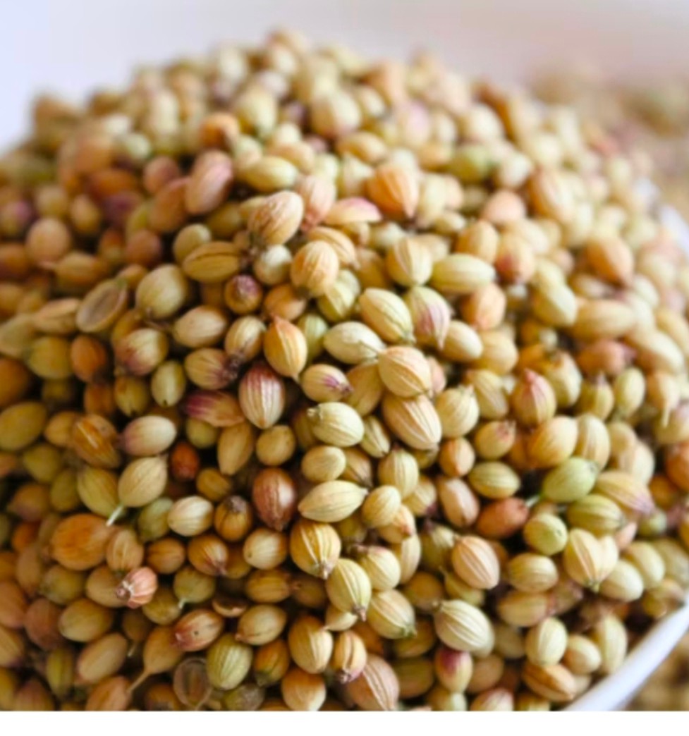 خرید بذر گشنیز آناهیتا مخصوص کشت ارگانیک به کشاورز