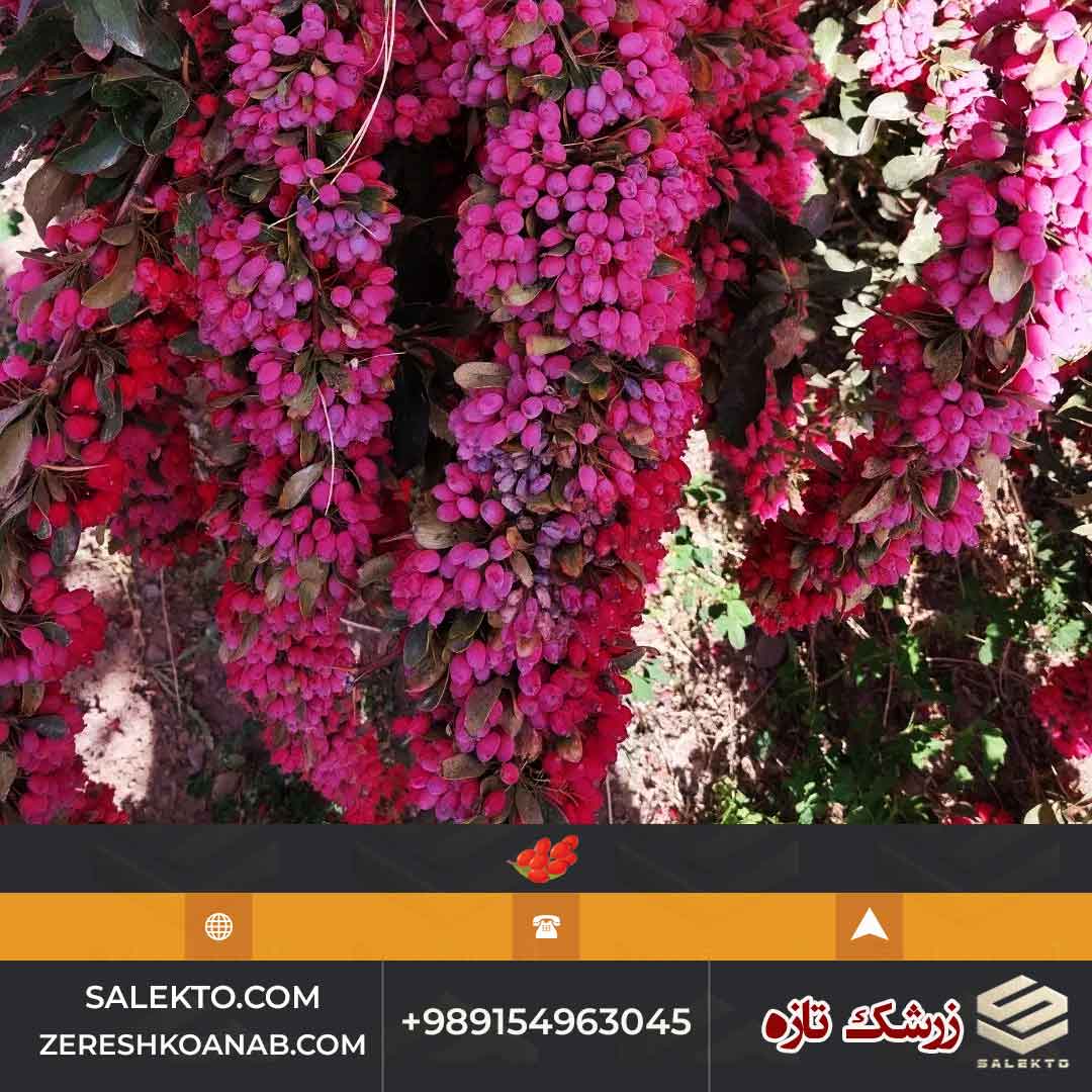 زرشک تازه دانه شده خراسان جنوبی مناسب آبمیوه و مربا + قیمت شگفت انگیز