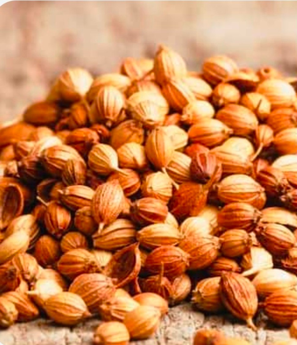 خرید بذر گشنیز ما جهت ارسال به بازار های بین المللی