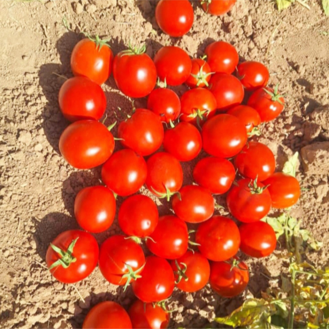 رب گوجه اسپتیک عمده