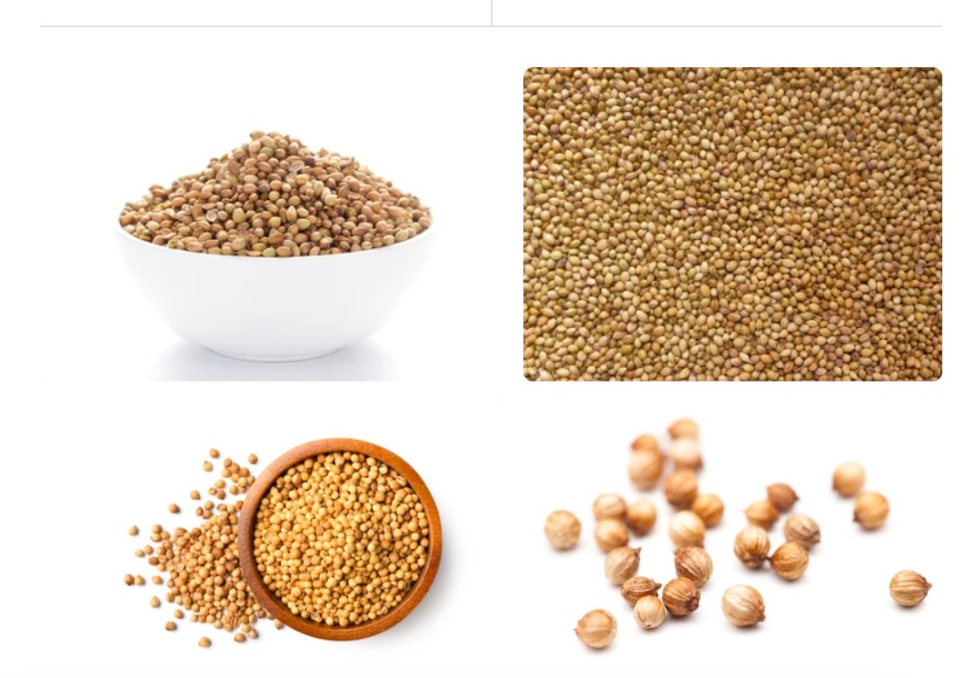 خرید بذر گشنیز آناهیتا جهت کشت گسترده صادراتی