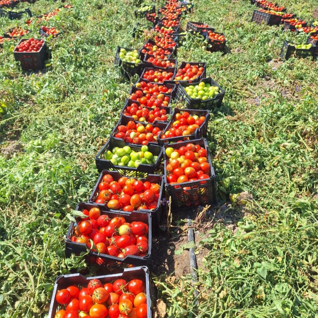 رب گوجه ساشه 70 عمده