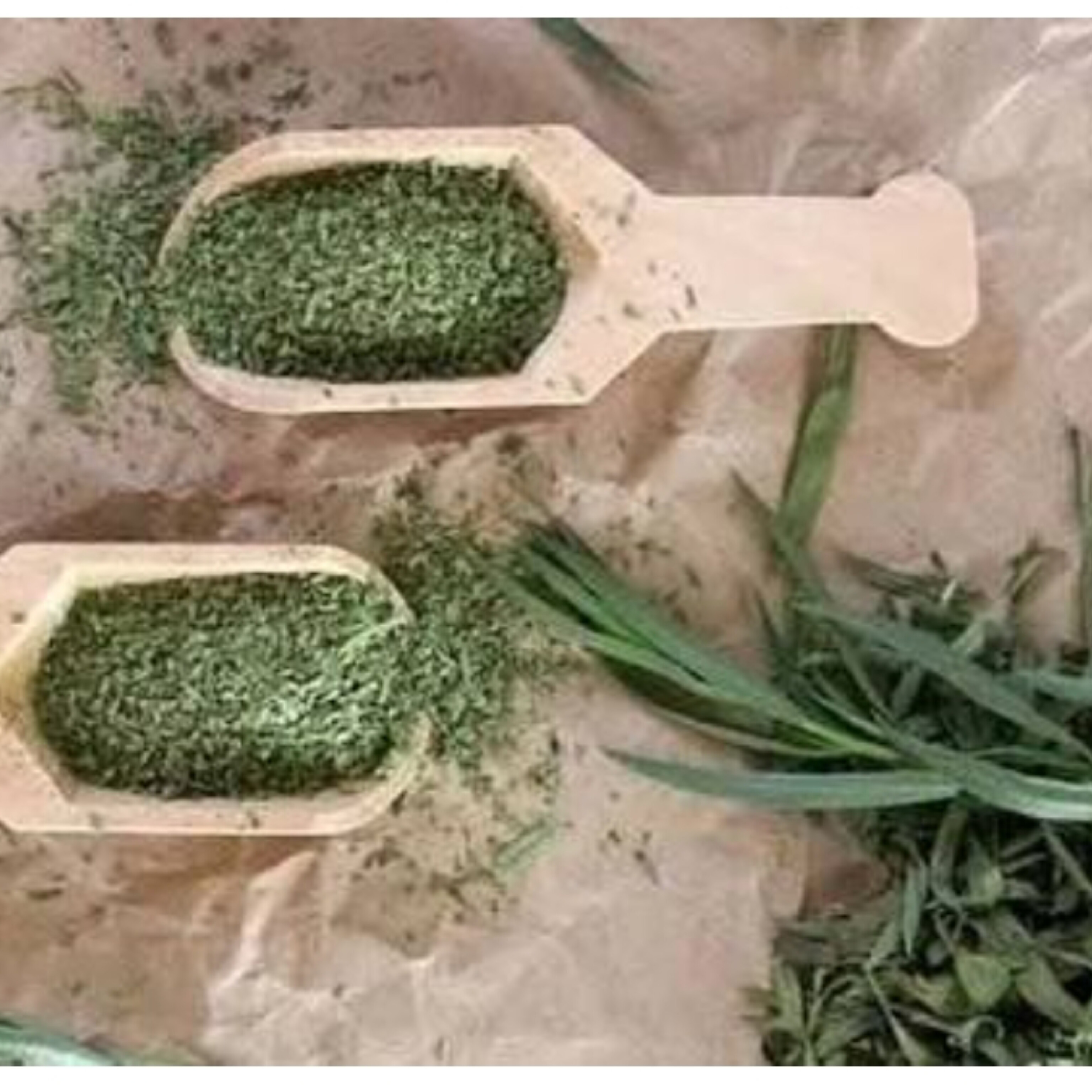 خرید سبزی معجزه گر مرزه + قیمتی منصفانه