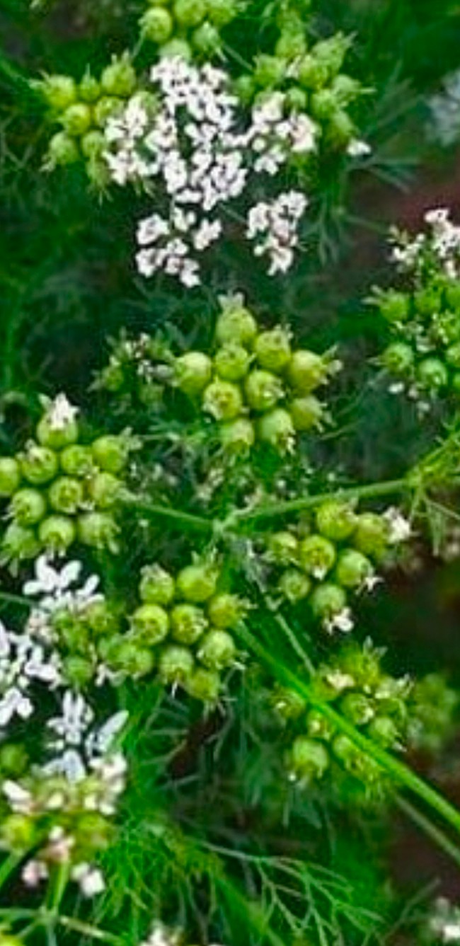 فروش بی واسطه بذر گشنیز به وارد کنندگان منطقه