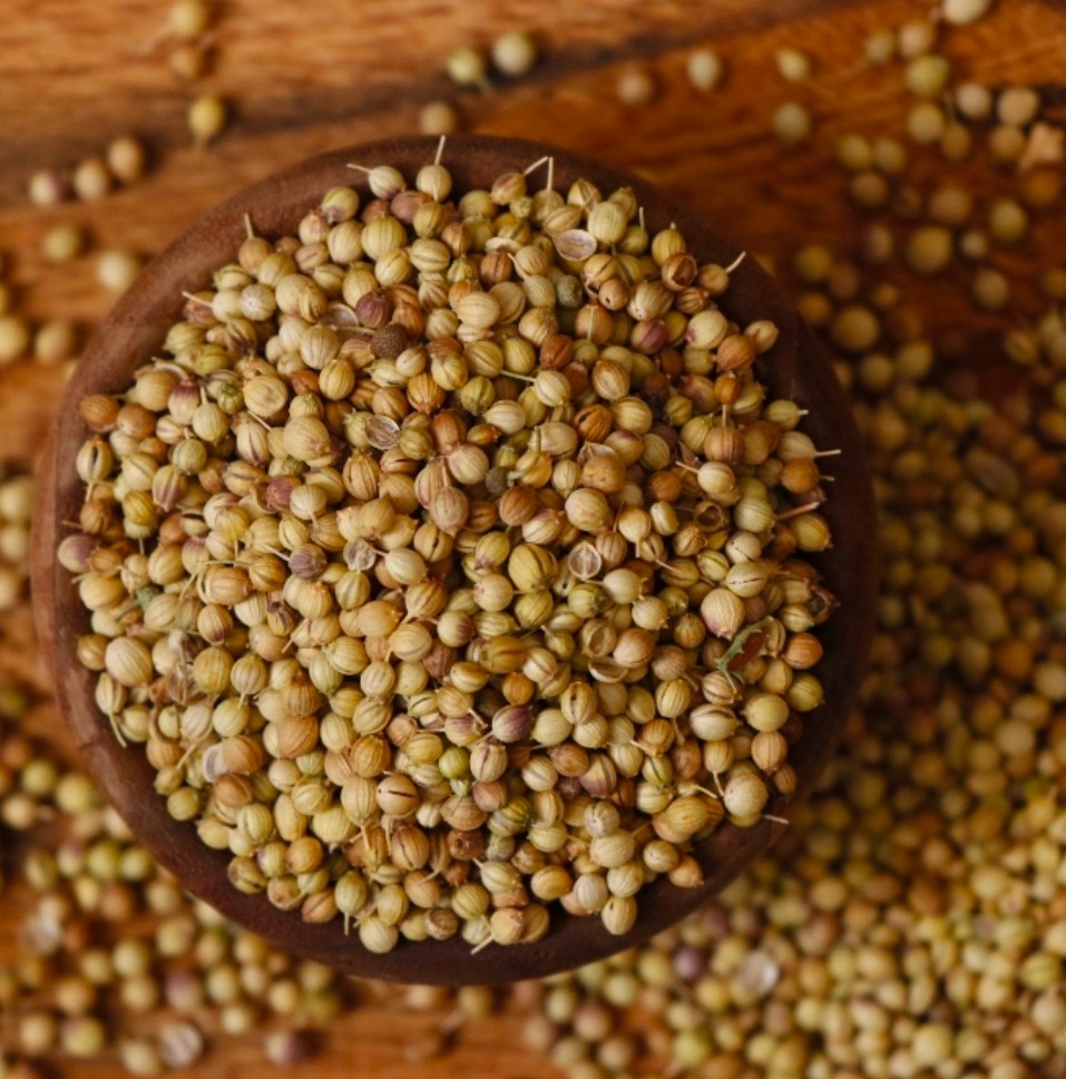 خرید بذر مناسب آناهیتا گشنیز ویژه صنایع غذایی و عطاری ها