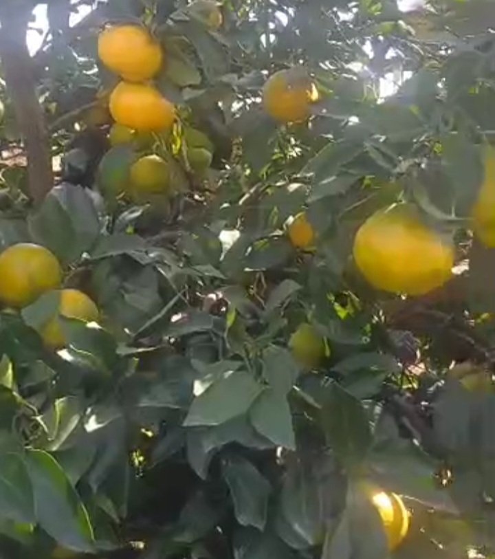 فروش نارنگی ژاپنی به صورت عمده در سورتینگ