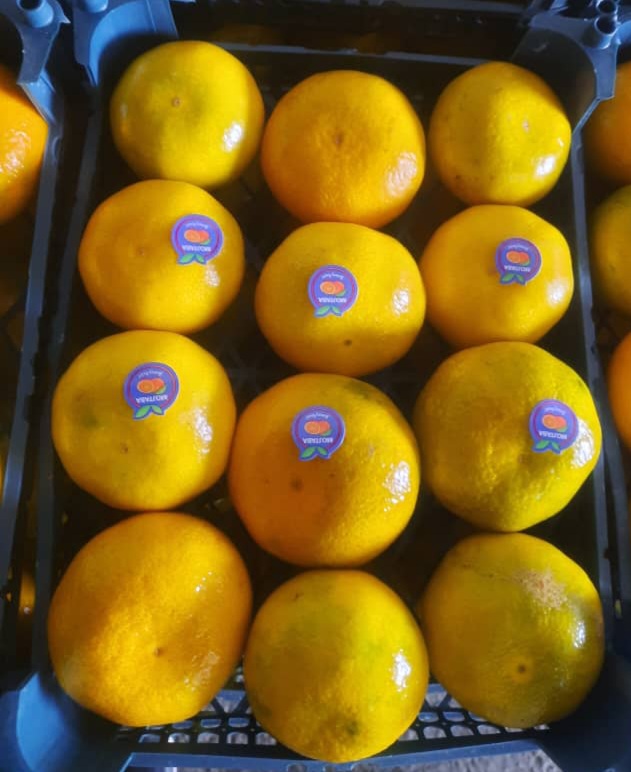 قیمت نارنگی تخم ژاپنی سورت و پالت بندی صادراتی