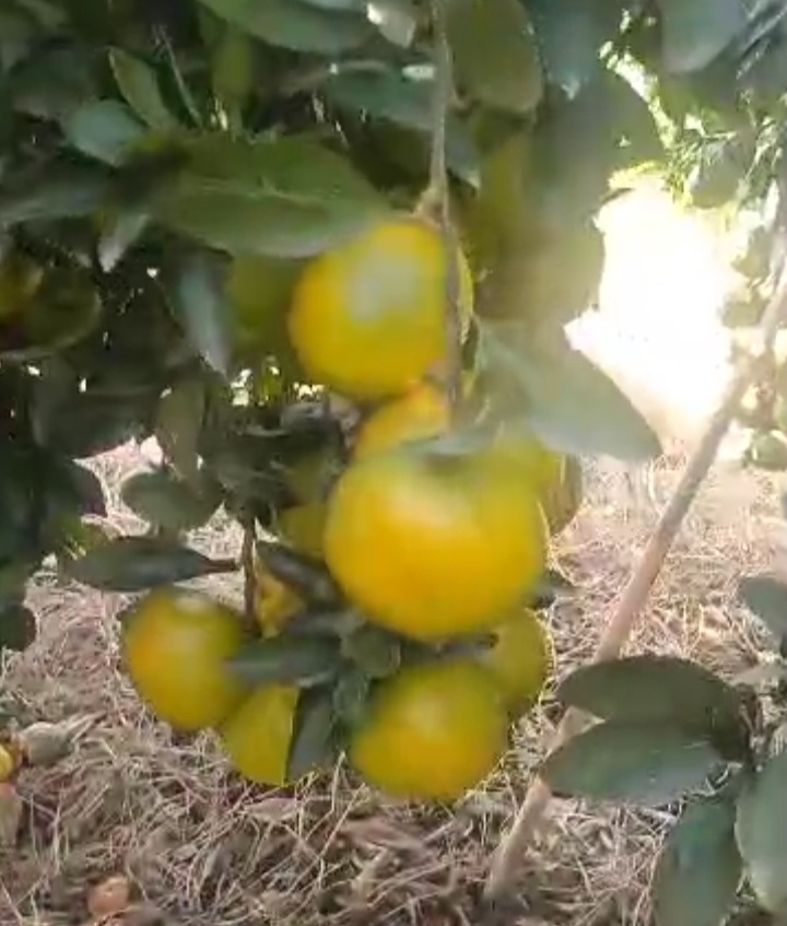 خرید نارنگی محلی بصورت عمده تازه چین از باغدار