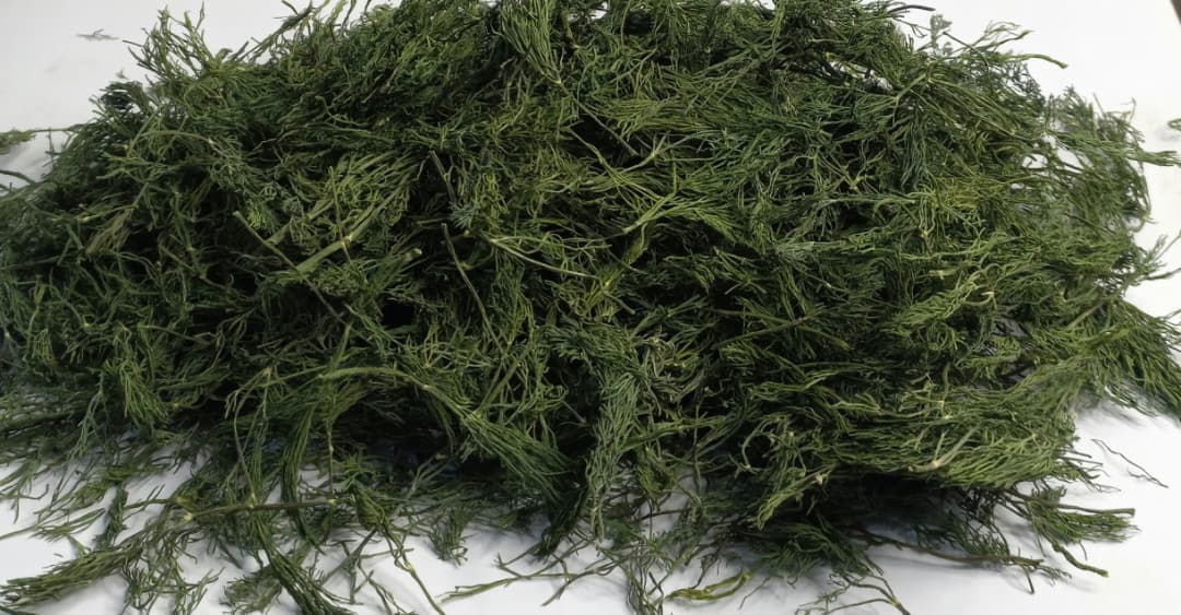 خرید سبزی شوید خشک ممتاز + فروش عمده