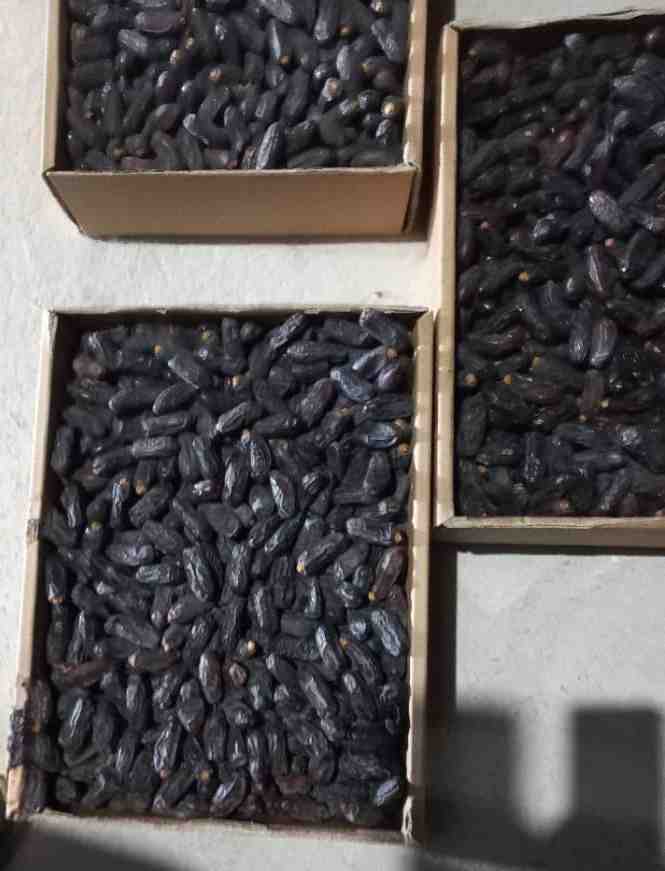 ‌ قیمت‌ و خرید خرما‌ ربی بلوچستان‌ + فروش‌ ويژه‌‌‌