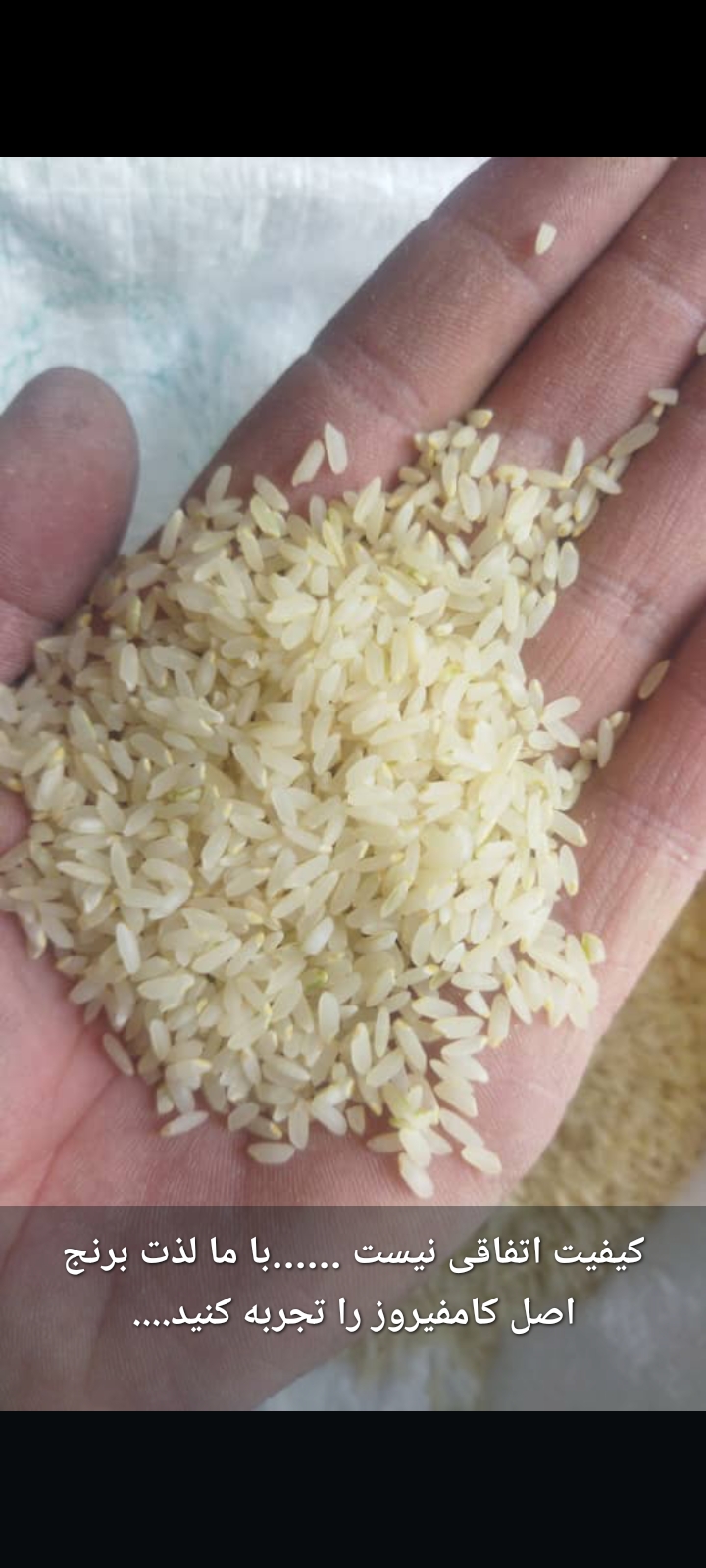 خرید برنج ایرانی + ارزان شیراز، استان فارس