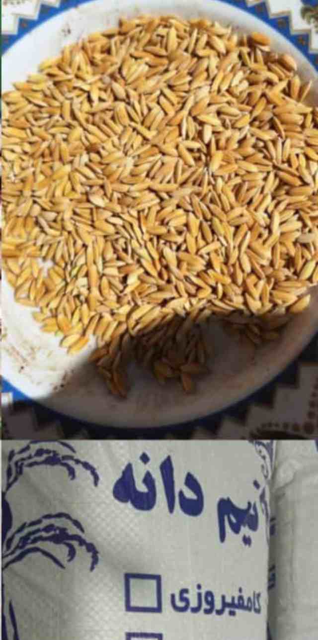 شلتوک ایرانی + کامفیروزی، فارس