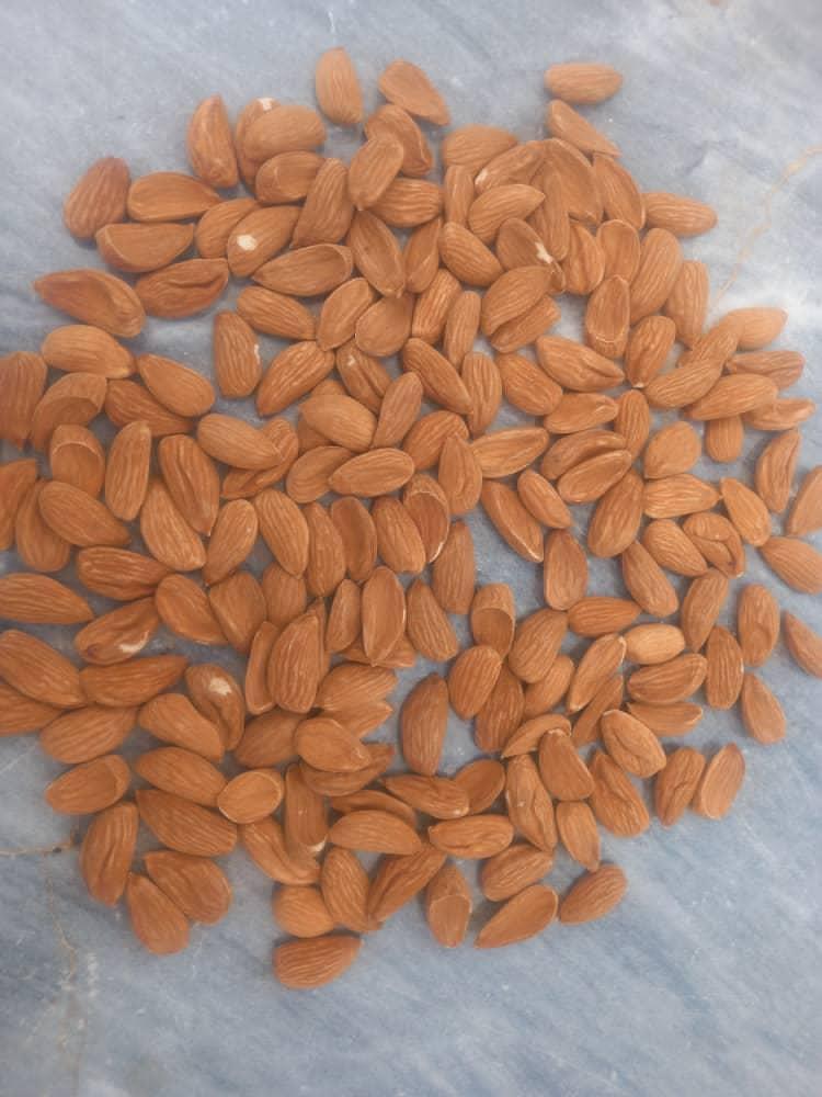 فروش ارزان ترین مغز بادام سنگی