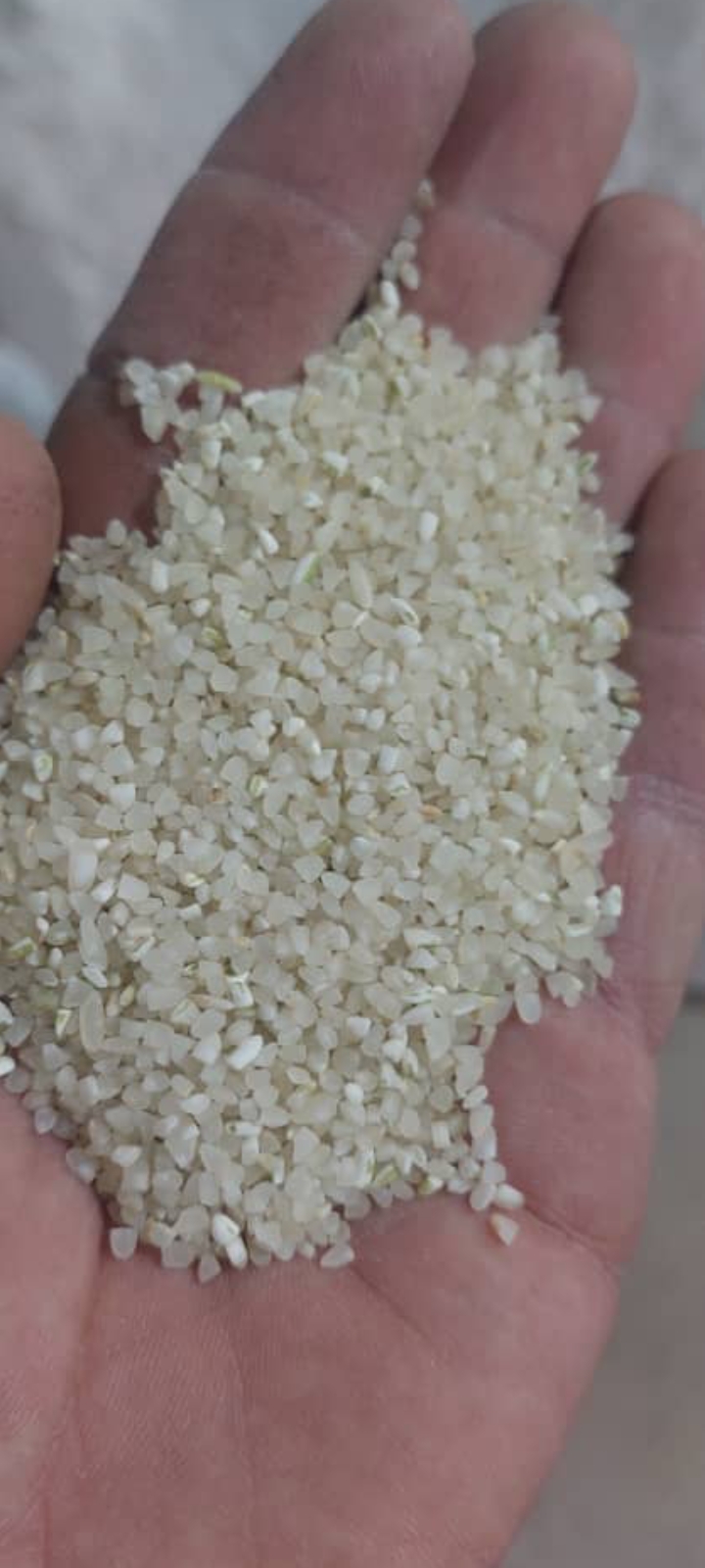 خورده برنج ایرانی + کامفیروزی