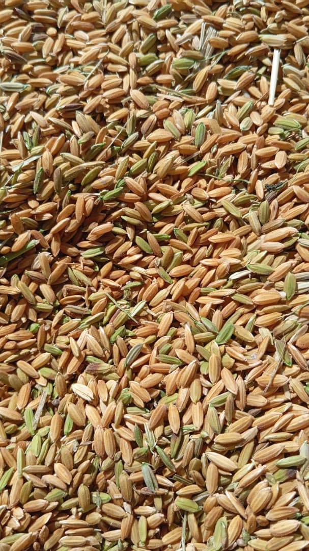 شلتوک ایرانی + کامفیروزی