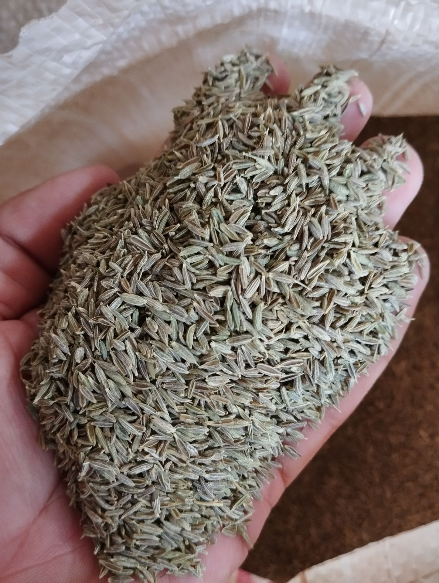 خرید زیره صادراتی از کشاورز