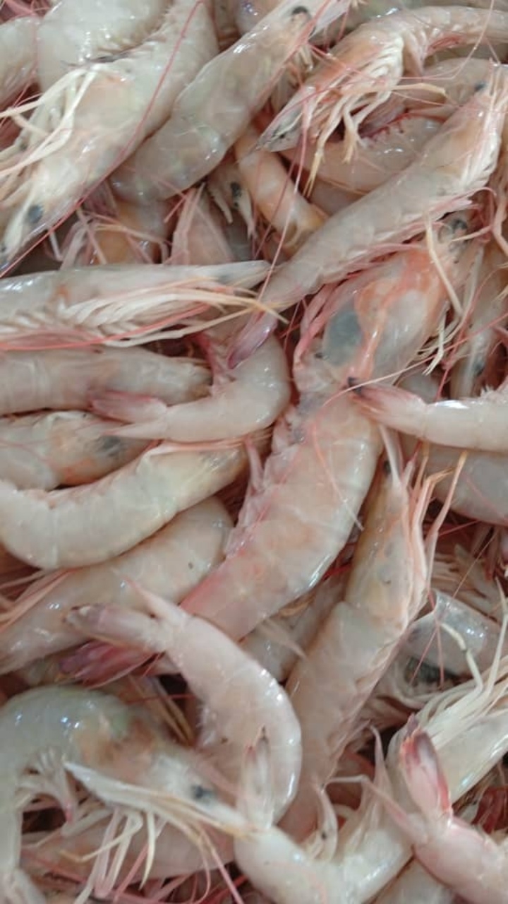 قیمت امروز میگو تازه بوشهر