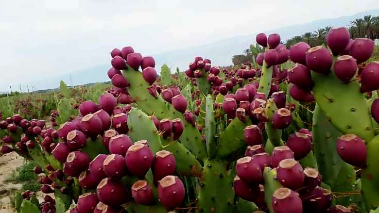 خرید عمده نهال کاکتوس میوه دار با قیمت ویژه و ارسال سریع