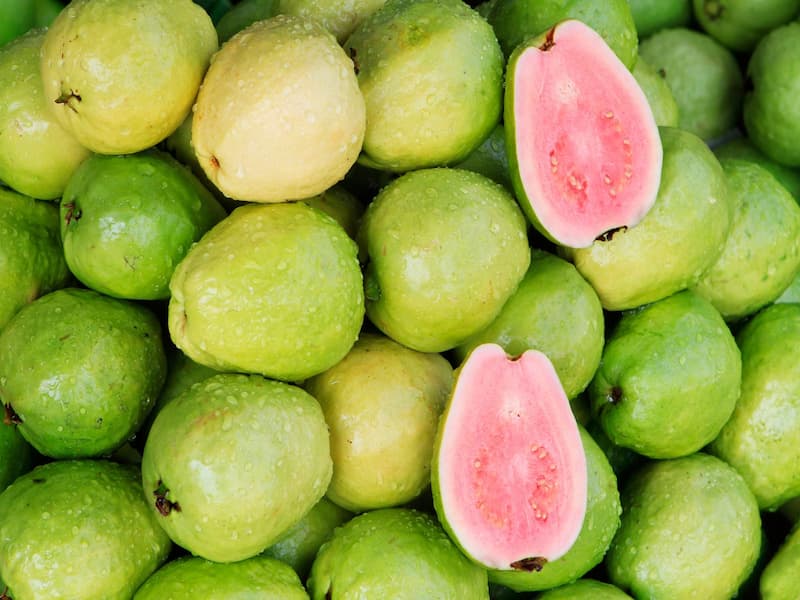 قیمت گواوا عمده + فروش گواوا تازه