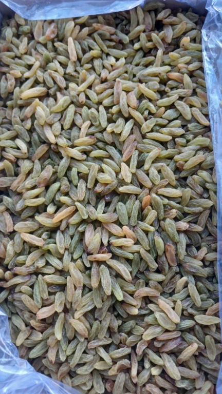 فروش بی واسطه کشمش سبز قلمی کاشمر