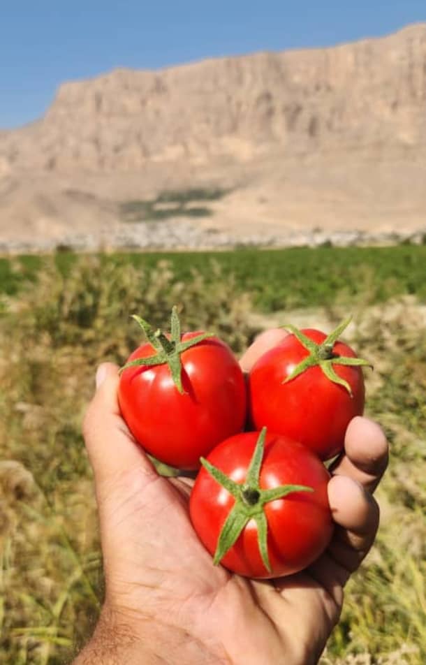 خرید رب گوجه فرنگی ارزان + فروش ارزان