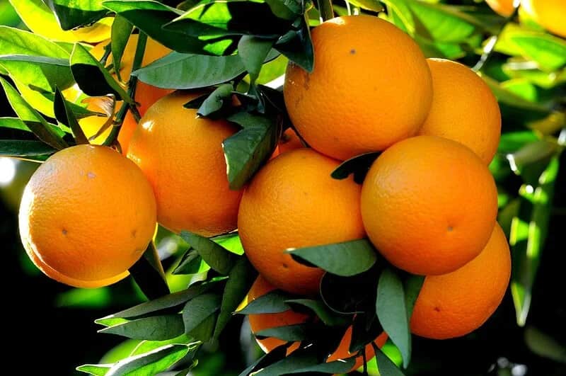 قیمت خرید پرتقال تامسون + فروش ویژه