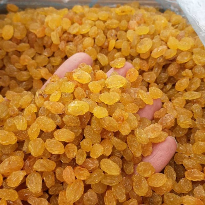 خرید عمده کشمش طلایی
