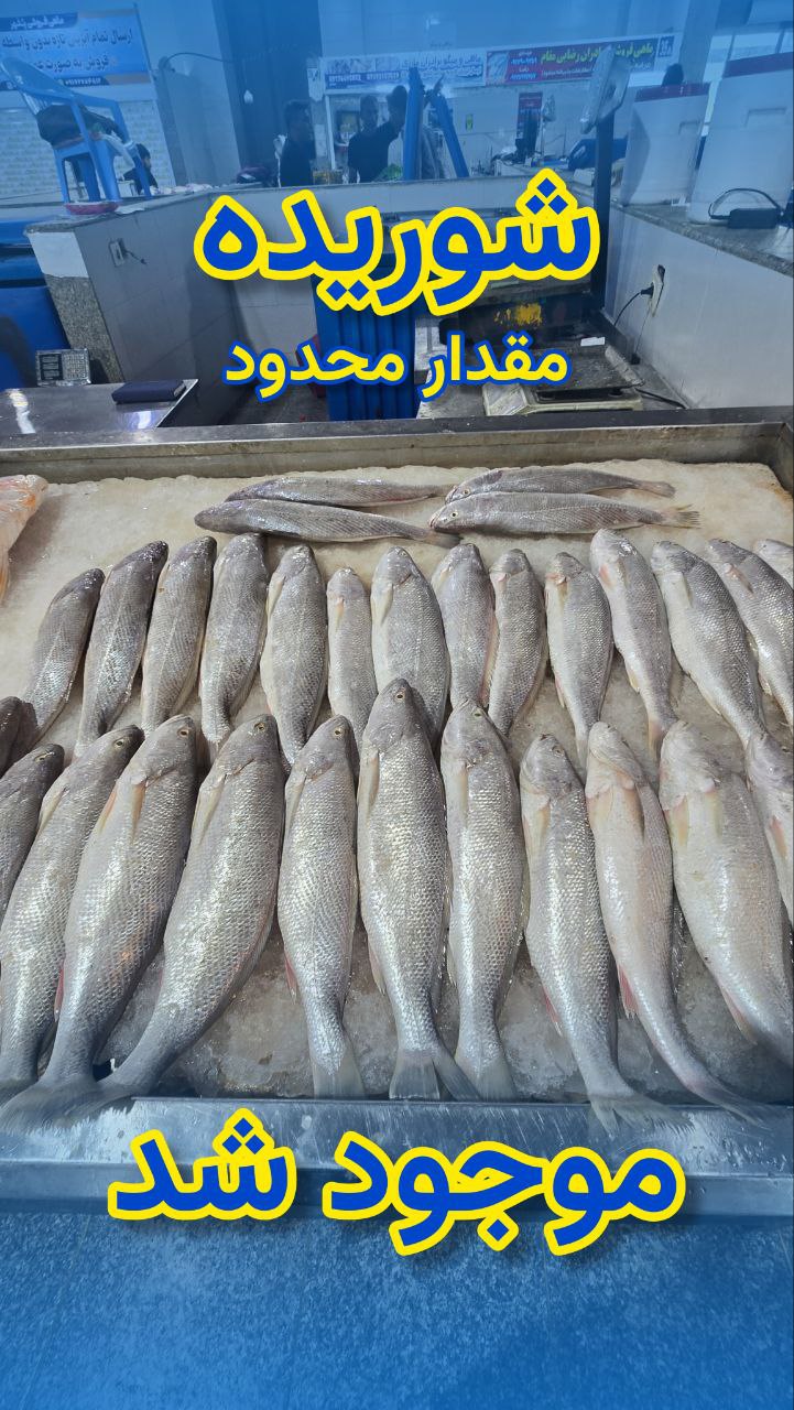 خرید ماهی شوریده + طعم فوق العاده در هر وعده غذایی