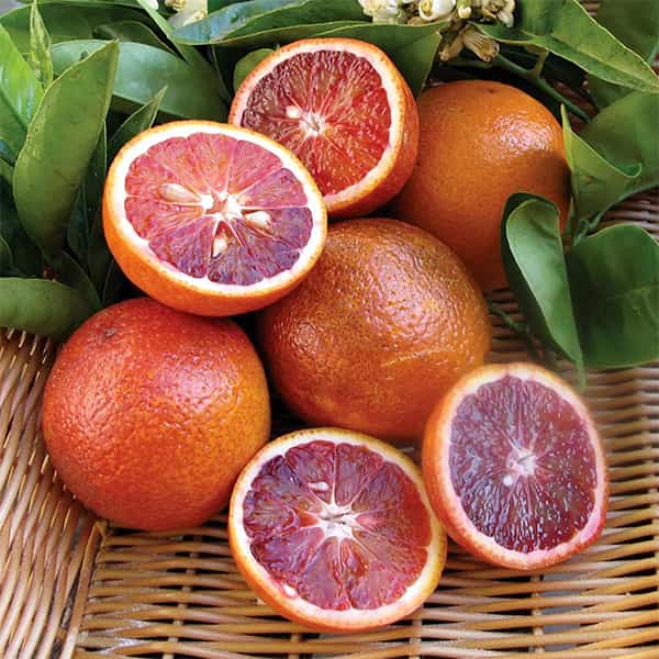 قیمت خرید پرتقال خونی + فروش ویژه