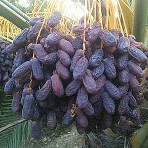 فروش پیارم با کیفیت بالا