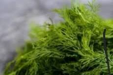 تصویر 3 از قیمت خرید مستقیم سبزی شوید خشک کیلویی از تولید کننده