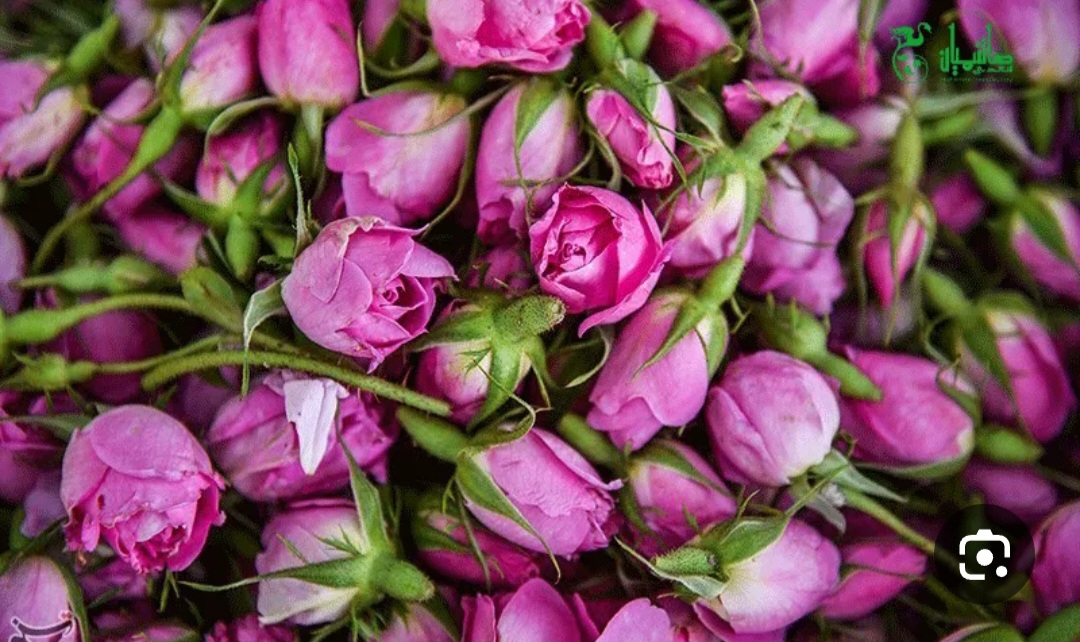مرکز خرید غنچه گل محمدی درجه یک در ایران