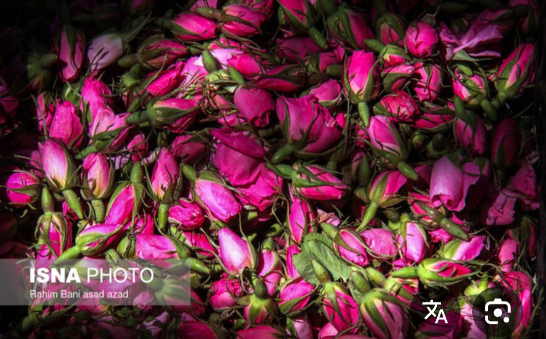 خرید غنچه گل محمدی و صادرات به ترکیه و امارات