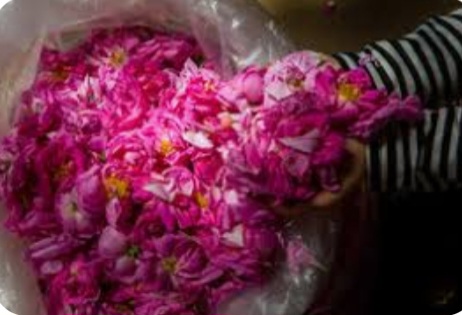 قیمت غنچه گل محمدی فله ای برای کارگاه های گلاب گیری