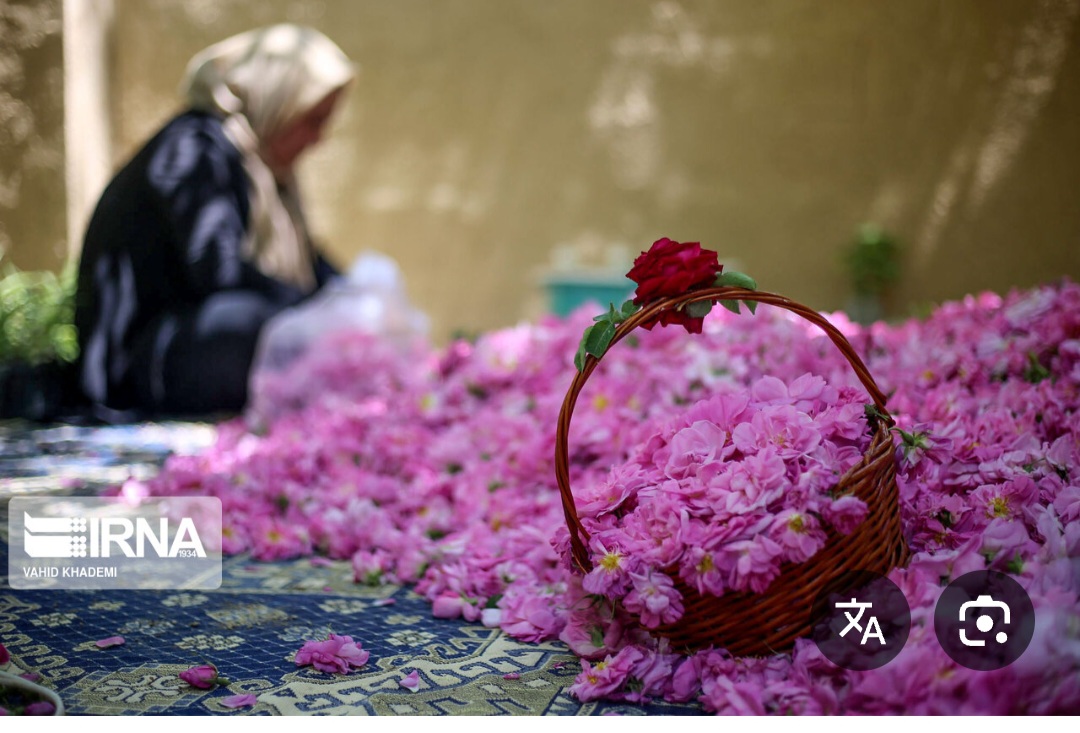 خرید پرگل محمدی از کشاورز بدون از واسطه