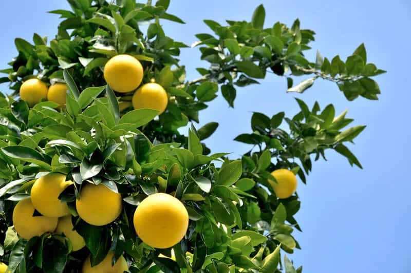 قیمت خرید گریپ فروت زرد + فروش ویژه