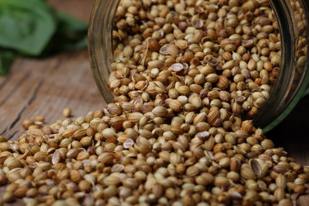 قیمت خرید گشنیز خوش طعم + فروش ویژه