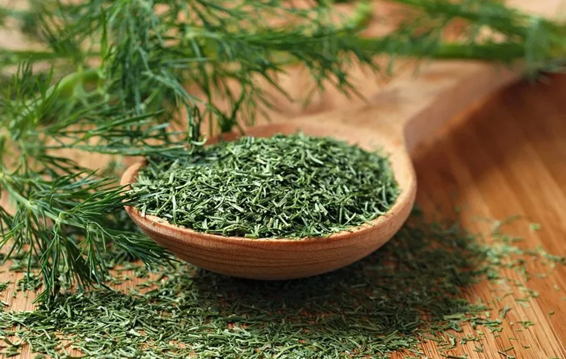 خرید مستقیم شوید درجه یک با ارسال سریع و مطمئن به مقصد نهایی