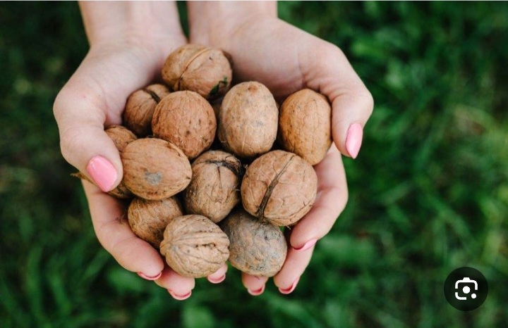 خرید عمده گردوی پوست کاغذی آذرشهر معروف به طلای مغز ها + فروش عمده