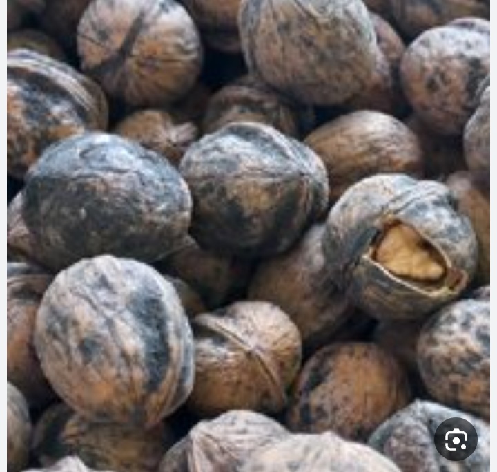خرید عمده گردوی اذر شهر مستقیم از باغدار به دست مشتری + فروش عمده تجارت به صرفه