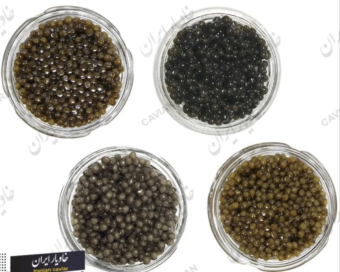 انواع خاویار بلوگا + قیمت
