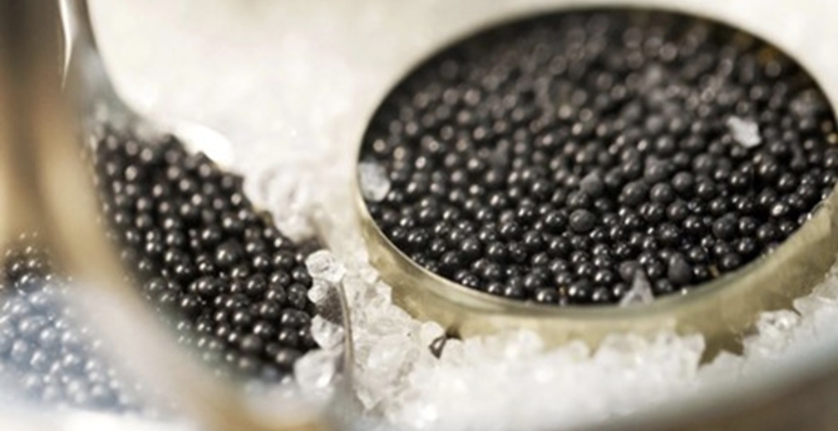 خواص درمانی خاویار بلوگا